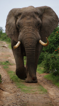South Africa