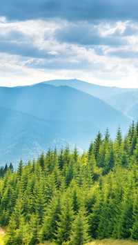 Green sunny hillside