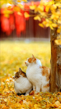 The philosophy of cats in autumn light 2