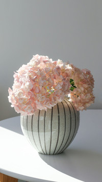 Pink hydrangea in a vase