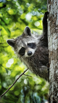Baby Raccoon in Tree