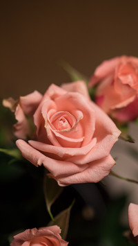 Rose Rescue Guide 7