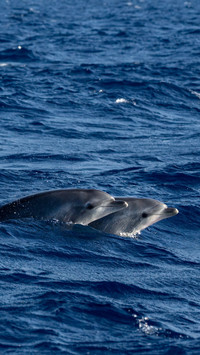 Dolphins swim in the water.
