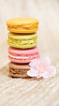 Colorful Macarons, Pink Sakura Adds a Sweet Touch