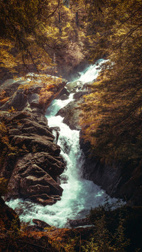 Forest waterfall