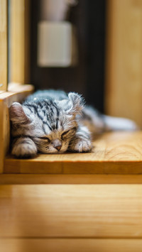 猫星人频繁挠痒痒的原因