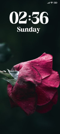 Rose