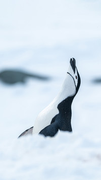 Why is the chinstrap penguin called this