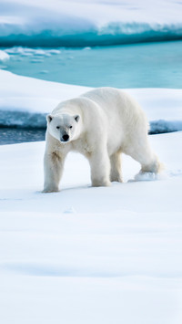 Polar bear 6