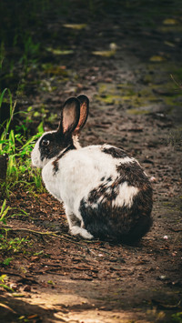 Rabbits mustnt be fed casually