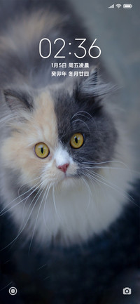 可爱呆萌猫咪
