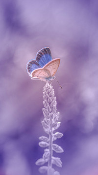Spring flowers and butterflies