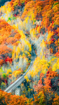 I was completely captivated by the autumn in northeast