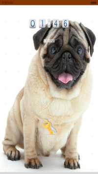cute_ugly_pug(UPDATE)