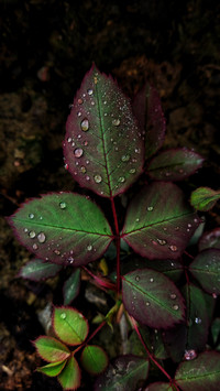 137257_1440x2560.jpg