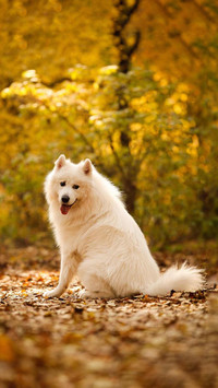 Dog344