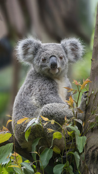Why do wild koalas stop on the way 89