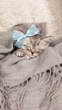 Nice sleeping kitten with a bow