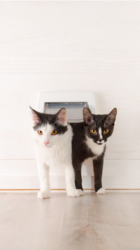 Cat ringworm is not really sick 17