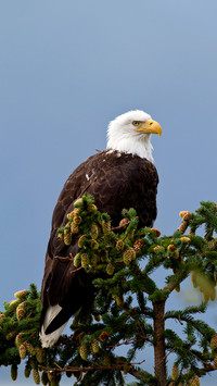 Dedicated white headed Sea Eagle 63