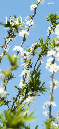 Wind peach blossom