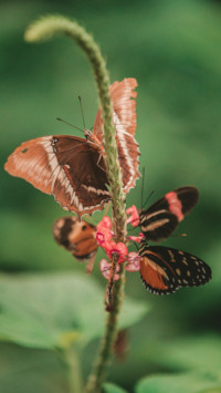 Butterfly (7)
