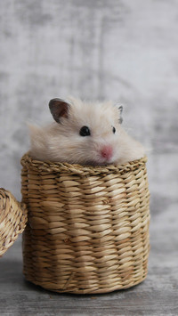 Taboos for hamster breeding