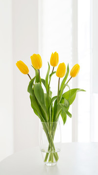 Yellow tulips flowers in a glass vase stand