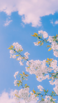寻春