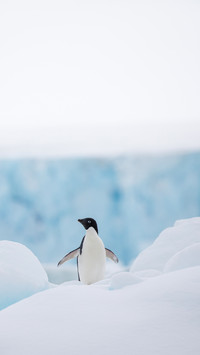 Some penguins in the arctic walking around on the north pole