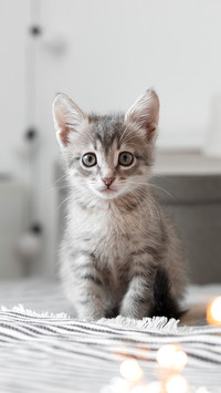 猫咪不爱喝水怎么办