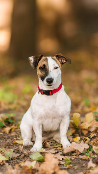 Dog108