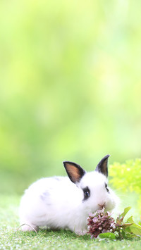 Healthy Lovely bunny easter fluffy white rabbit