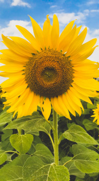 Sunflower Dream (12)