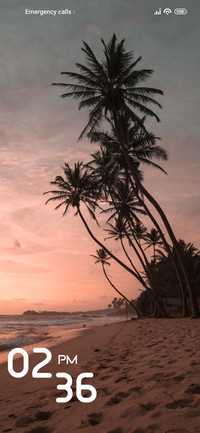 Cocunut Tree