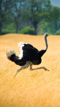 Why cant ostriches fly 53