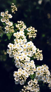 Flowers in the Corner