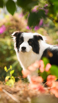 边牧为何不能做导盲犬