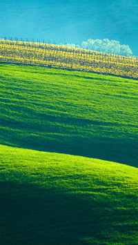 Landscape vegetation
