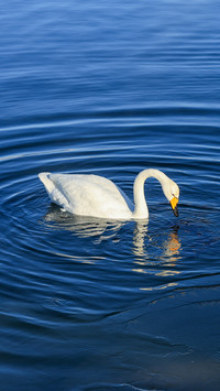 Swans are playing in the water on the ice of sayram lake