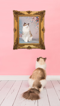Owning a cat is the choice of the rich 72