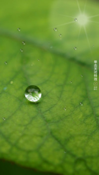 阳光露珠