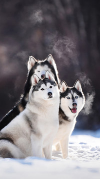 Does your dog often howl 34
