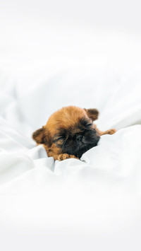 A sleeping newborn Brussels Griffon puppy
