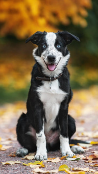 Dog115