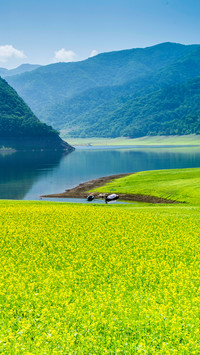 油菜花开