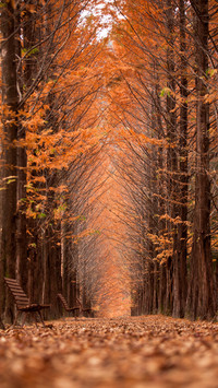 Path