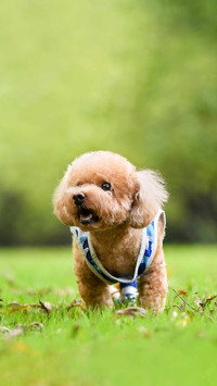Teddy has a high abandonment rate