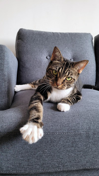 The cat is lying on the sofa at home