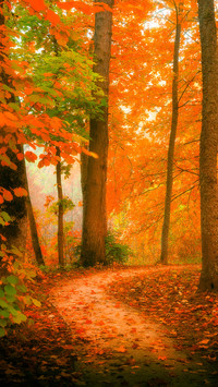 Beautiful View of Autumn Park in the Morning